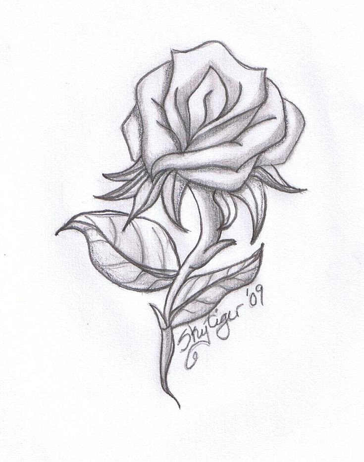 drawing beautiful roses