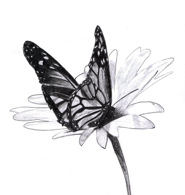 10 Beautiful Butterfly Drawings for Inspiration Hative