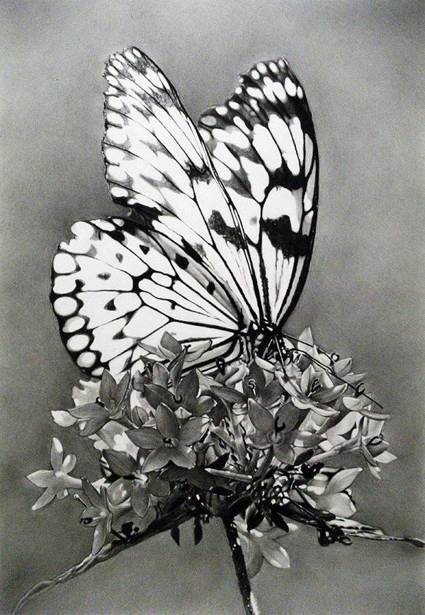 10 Beautiful Butterfly Drawings for Inspiration Hative