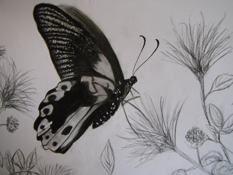13 Butterfly Drawings JPG Download