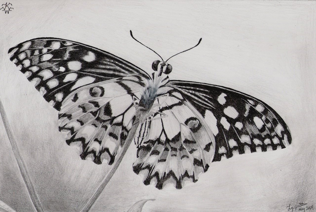 13 Butterfly Drawings JPG Download