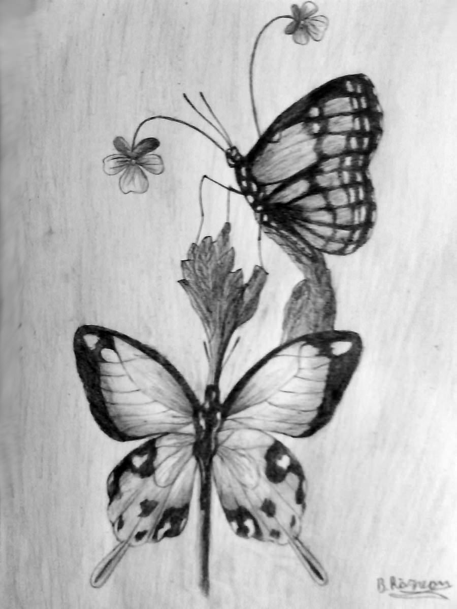 18 Butterfly Drawings Art Ideas