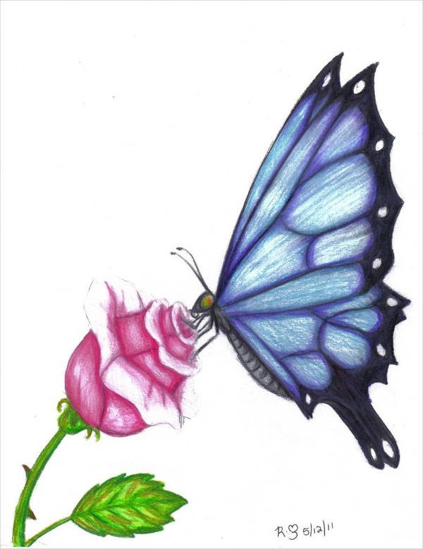 9 Butterfly Drawings Art Ideas