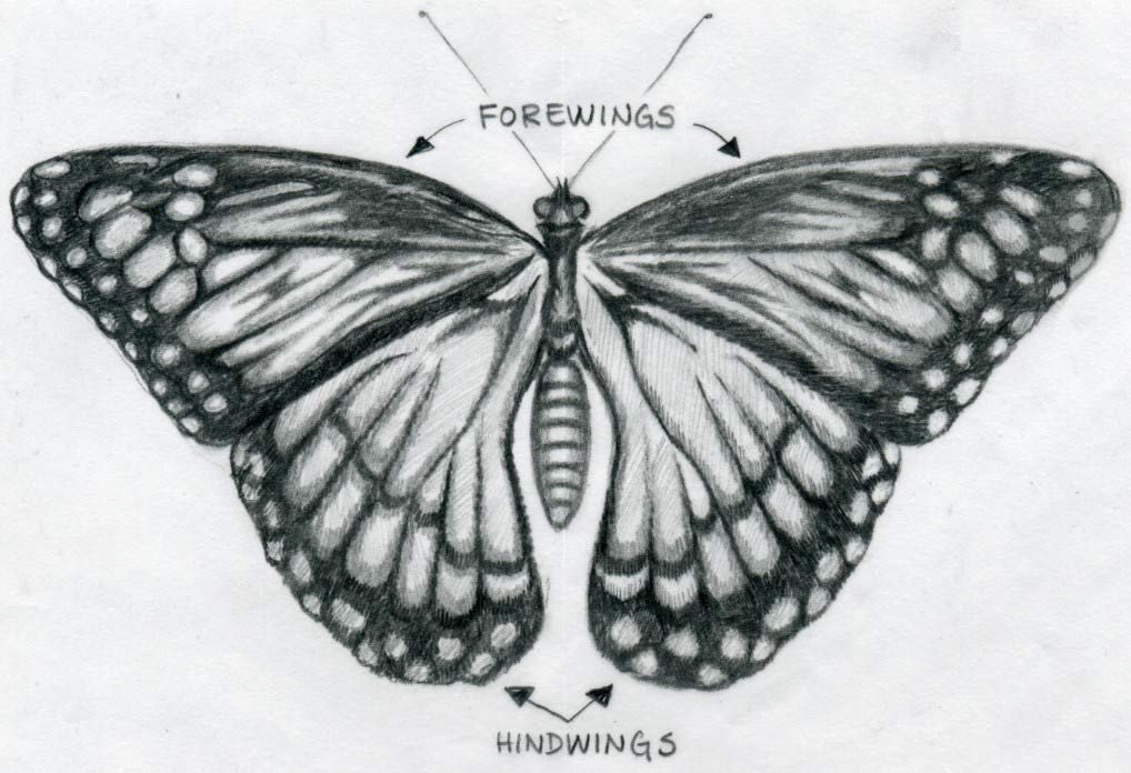 Butterfly Drawing 3D Drawing