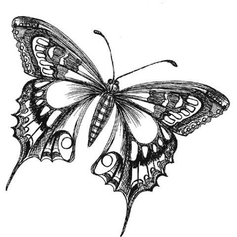 Butterfly Drawings Black and White
