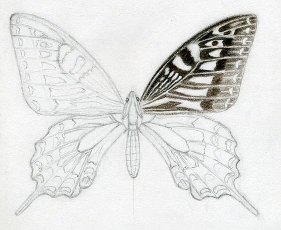 Butterfly Drawings in Color