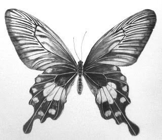 Butterfly Drawings In Pencil Step By Step Butterfly