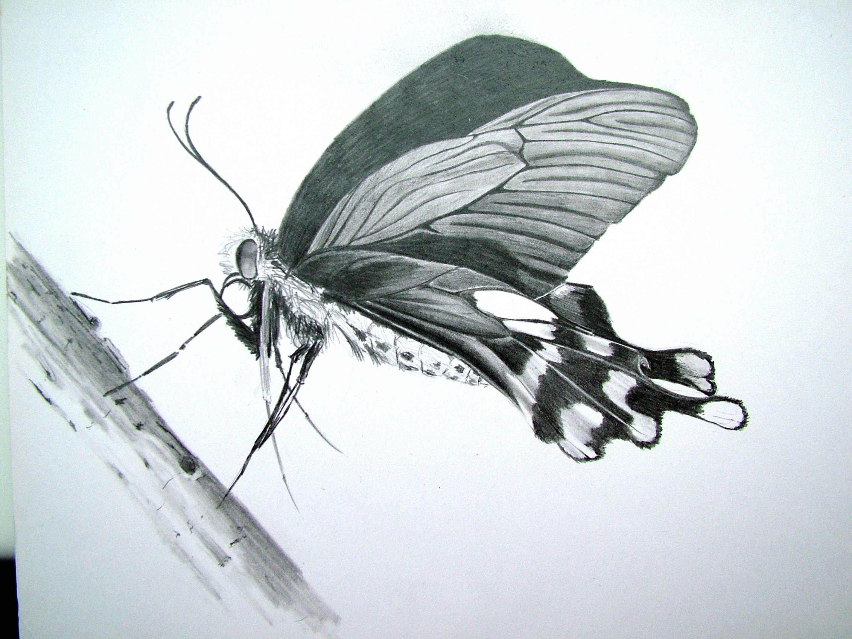 Butterfly pencil drawing Paint shop