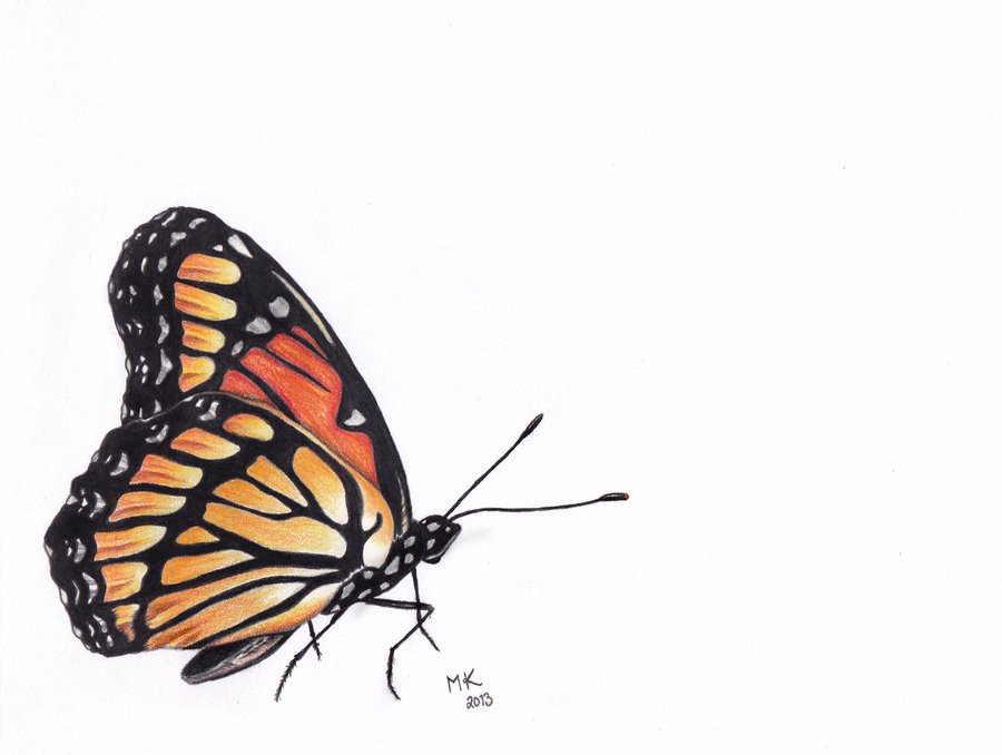 Colored pencil Butterfly by Art NightSky on DeviantArt