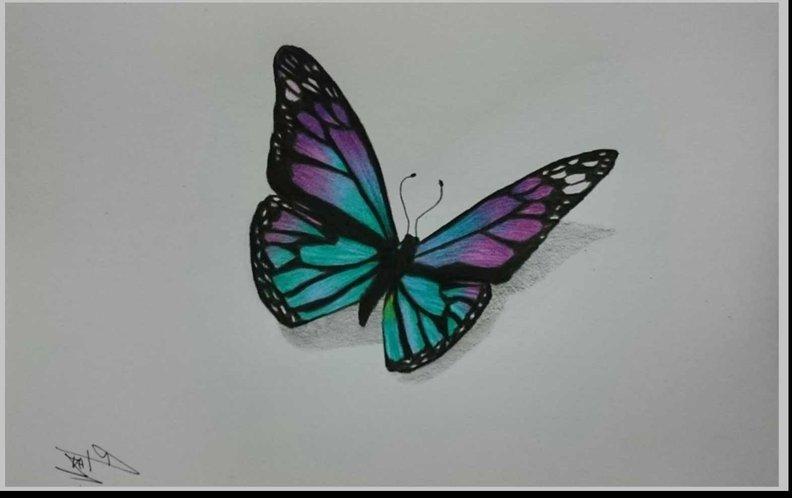 Drawn butterfly colour pencil Pencil and in color drawn