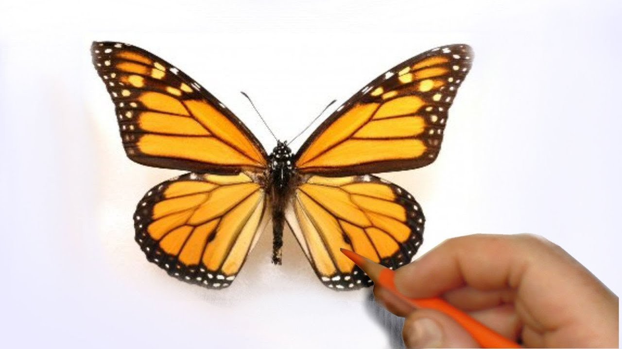 How to Illustrate a Realistic Butterfly That Will Flutter
