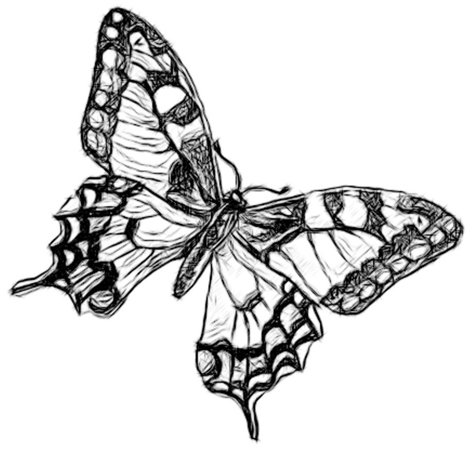 Line Drawing Pencil and Charcoal Art Galleries Butterfly