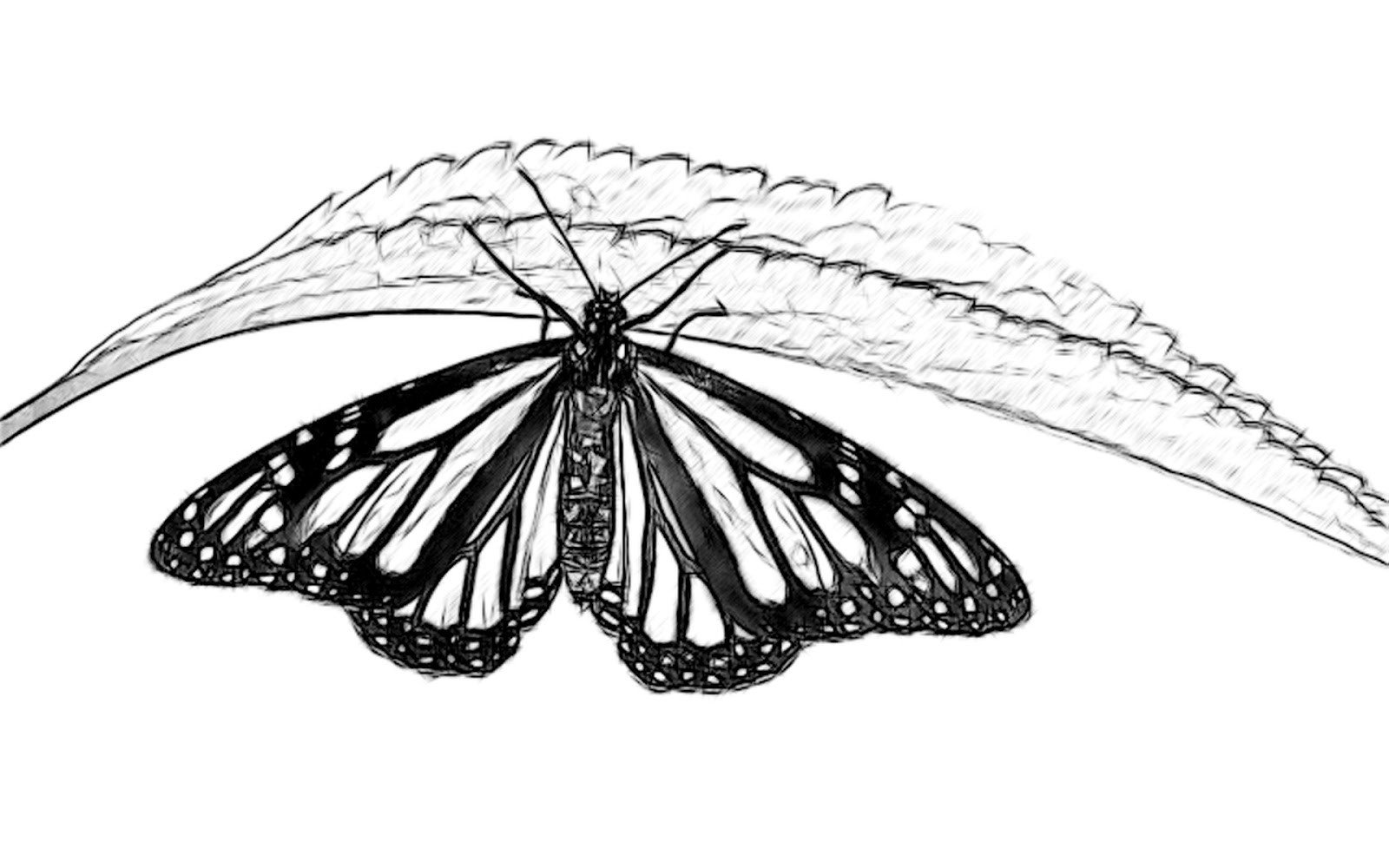 Line Drawing Pencil and Charcoal Art Galleries Butterfly