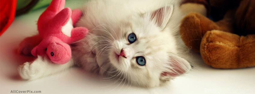 Cat Cute Cover FB