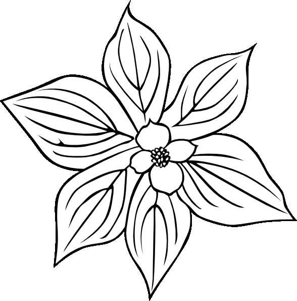 Creeping Dogwood Coloring Page Clip Art at Clker