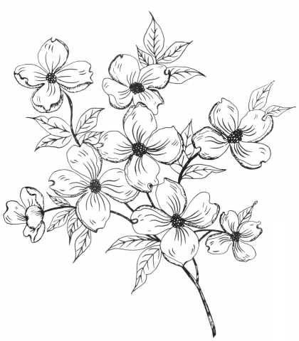 Dogwood Blossom Drawing at GetDrawings