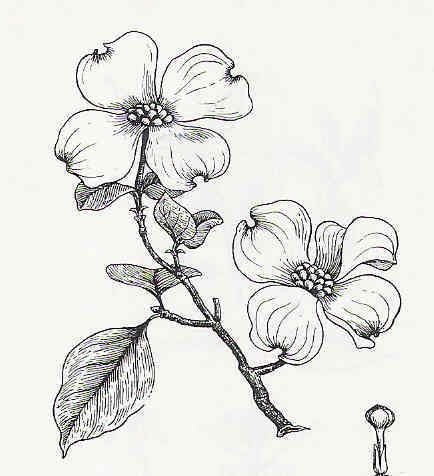 Drawn branch dogwood Pencil and in color drawn branch