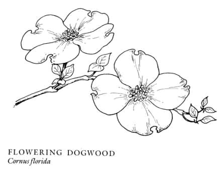 Drawn elower dogwood Pencil and in color drawn elower