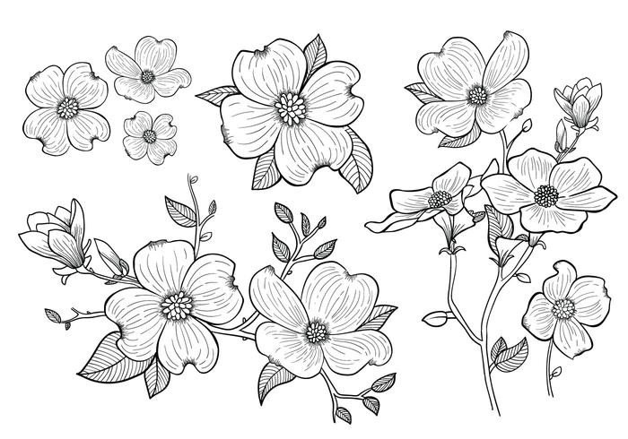 Hand Drawn Dogwood Flowers Download Free Vector Art