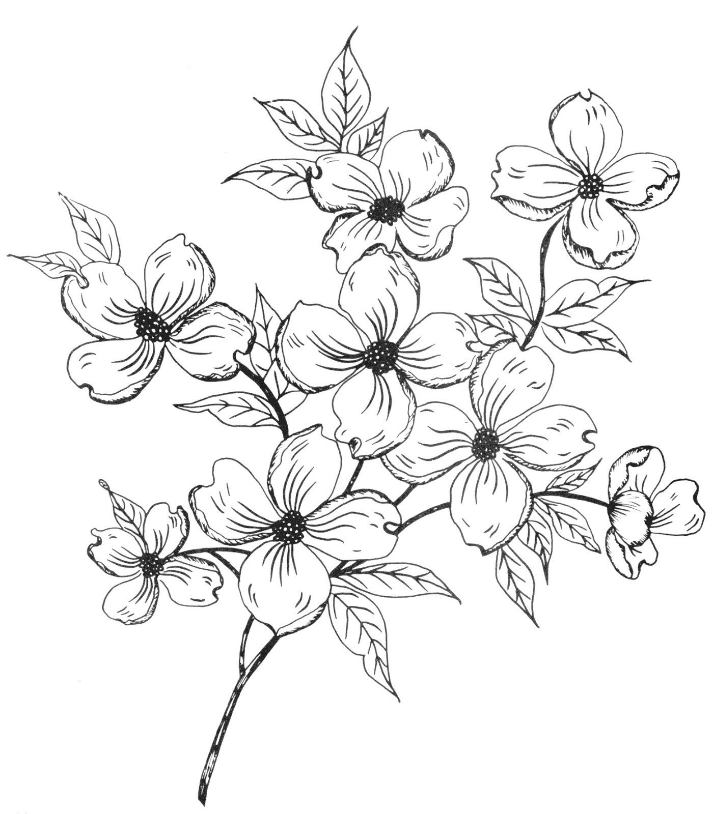 White Flower clipart dogwood Pencil and in color white