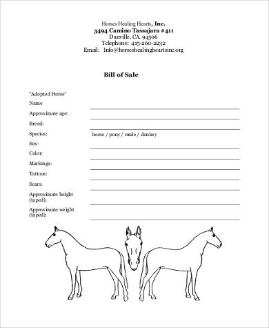 Horse Bill of Sale Samples 8 Free Documents in Word PDF