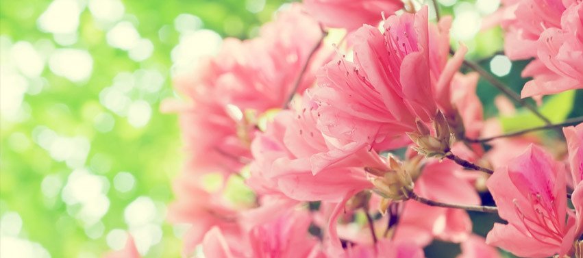 Beautiful Spring Flowers Fast line Image Editor