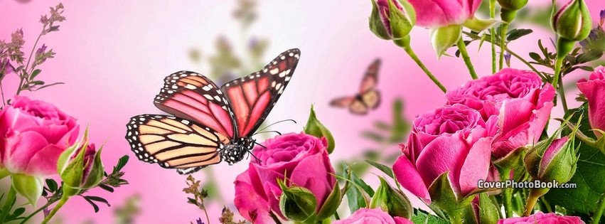 Butterfly Pink Flowers Spring Cover Animals