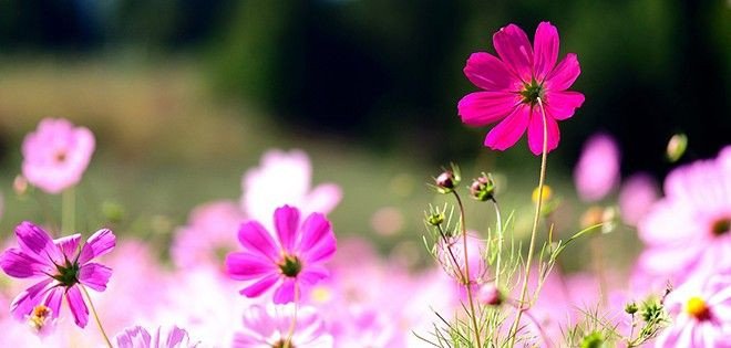 Get high quality Fb Covers Flowers