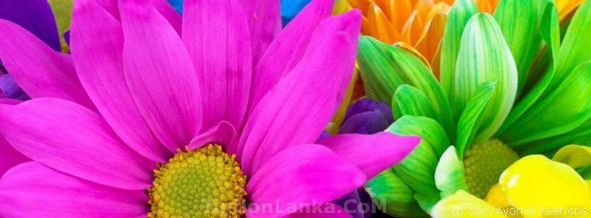 High Quality FaceBook Covers Flower fb covers photos