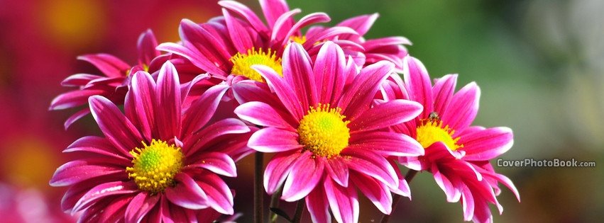 Pink Yellow Flowers White Edge Cover Nature