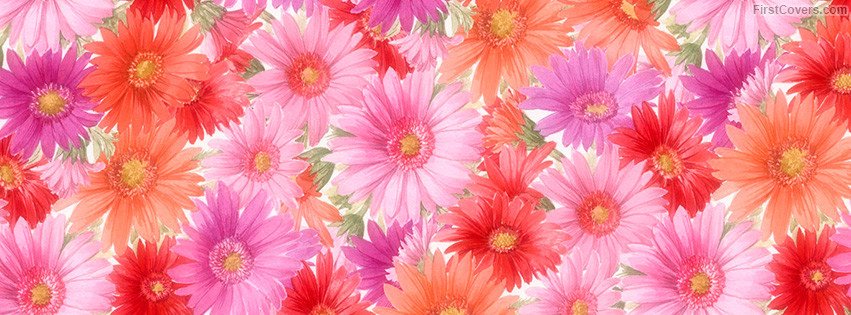 Web Design pany in Udaipur Flowers Timeline