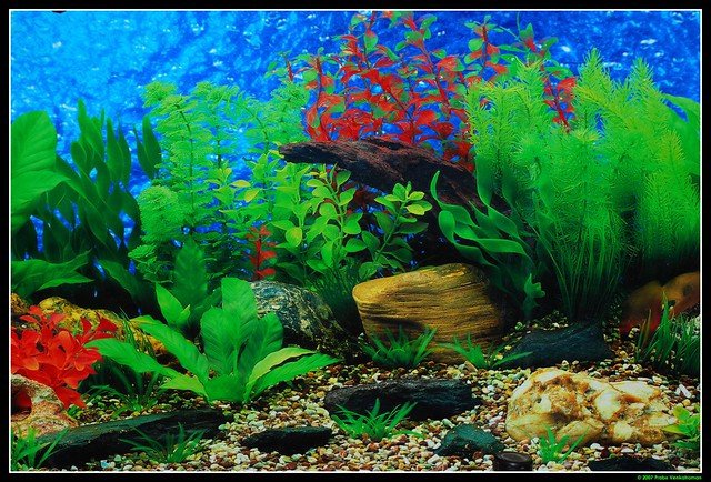 Fish Tank Backgrounds Printable