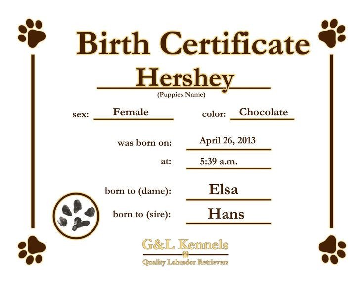 Dog Birth Certificate Template Puppy birth certificates