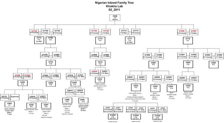 genetic family tree template Google Search
