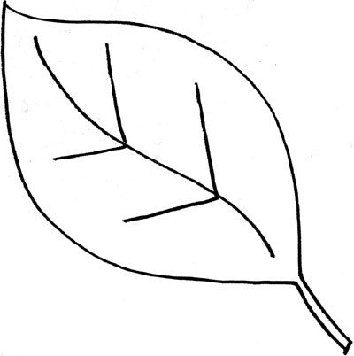 Simple Leaf Outline ClipArt Best