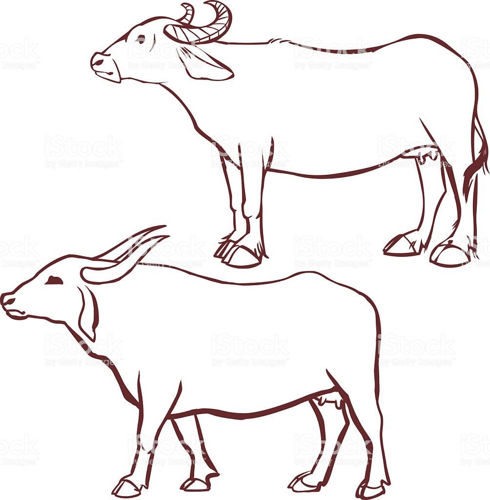 Buffalo Cow Outline Stock Vector Art & More of 2015