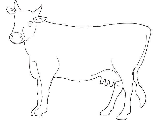 Cow Template Animal Templates