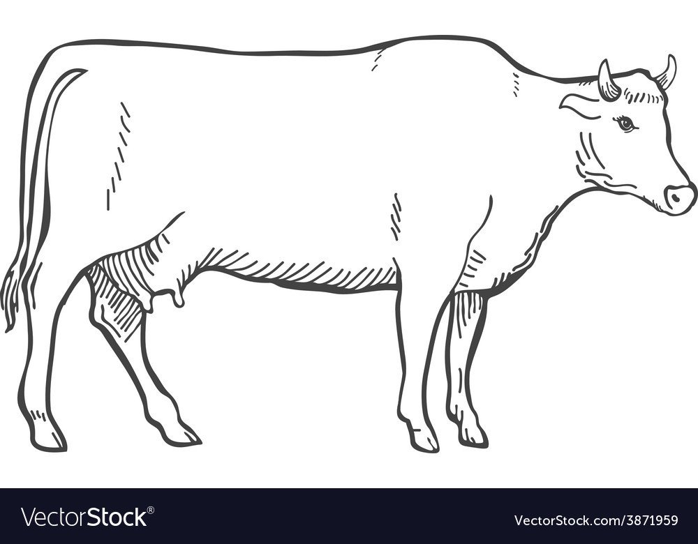 Hand Draw Cow Outline Royalty Free Vector Image