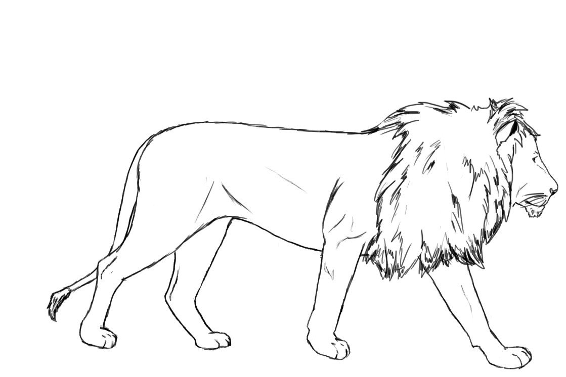 Lion Outline Drawing at GetDrawings