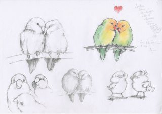 Love Birds Drawings In Pencil Drawing Litle Pups