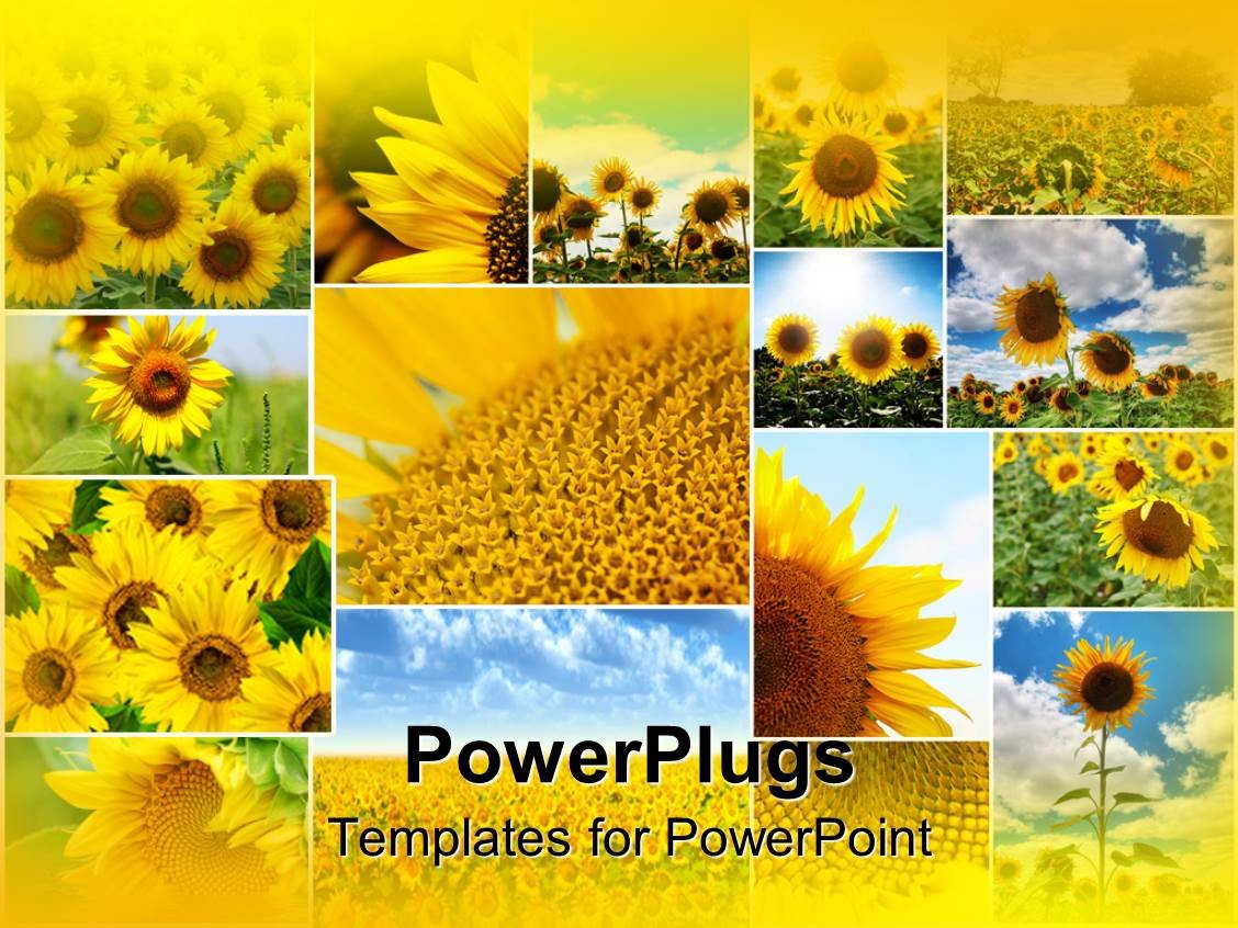 PowerPoint Template Collage of sunflowers in various