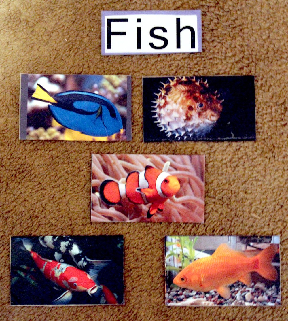 Brilliant Bundles Fish Crafts and Activities for an Ocean