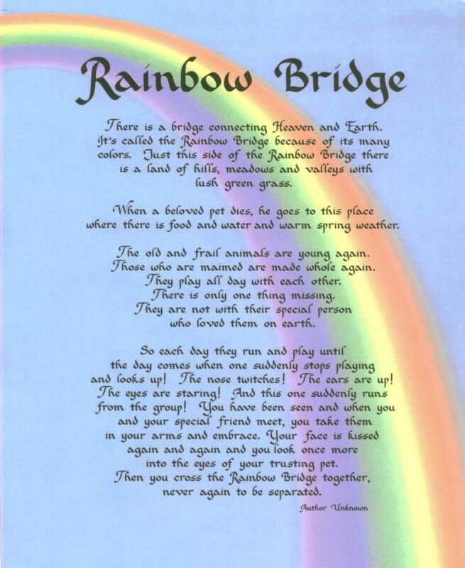 Rainbow Bridge Prayer – The passionate Gardener a