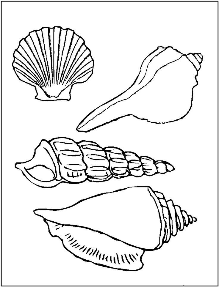 Printable of Sea Shells